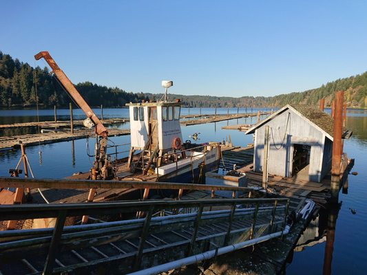 Oregon Oyster Farms by null