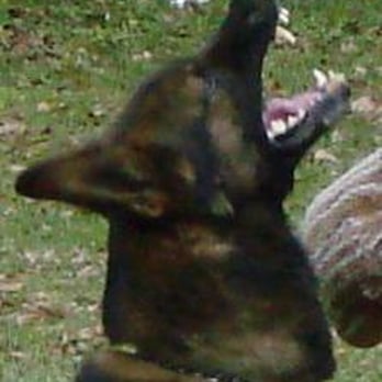 New Sentry K9 - Pet Training Near Me - Brooksville, Florida New Sentry K9 - Pet Training Near Me - Brooksville, Florida