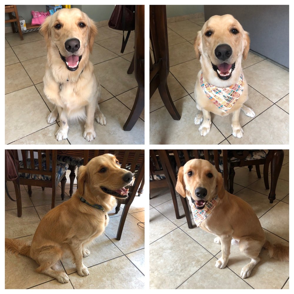Left: Sunny before grooming Right: Sunny after grooming Left: Sunny before grooming Right: Sunny after grooming