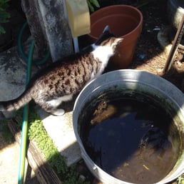 Kitty in the greenhouse/outside area! Kitty in the greenhouse/outside area!