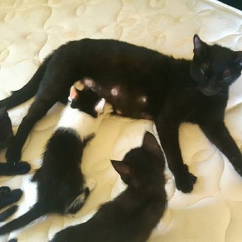 East County Animal Rescue - Animal Shelters Near Me East County Animal Rescue - Animal Shelters Near Me
