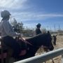 Photo of 4 the love of horses