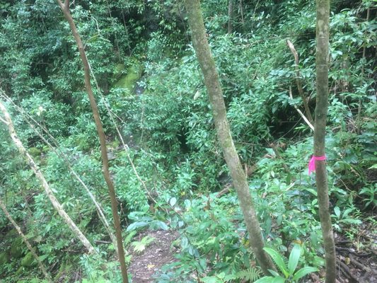 Kuli'ou'ou Valley Trail by null