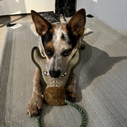 Bass Pro Shops - Ryn enjoying her bull toy from Bass Pro Shops.
