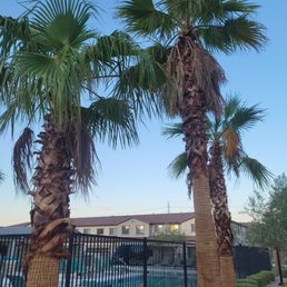 Trees have never been trimmed... if you can't trim a tree, how can you call yourself a landscaping maintenance company?