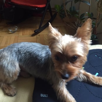 Unleashed Spa - Milo after! - Pet Groomers Near Me - New York, New York Unleashed Spa - Milo after! - Pet Groomers Near Me - New York, New York