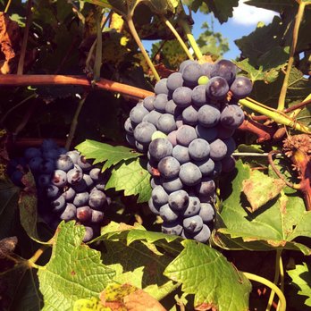 Napa Collection - Wineries Near Me - Johnson City, Texas Napa Collection - Wineries Near Me - Johnson City, Texas