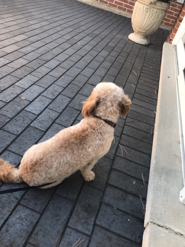 NOVI GROOMING Updated October 2024 53 Photos & 17 Reviews 6558