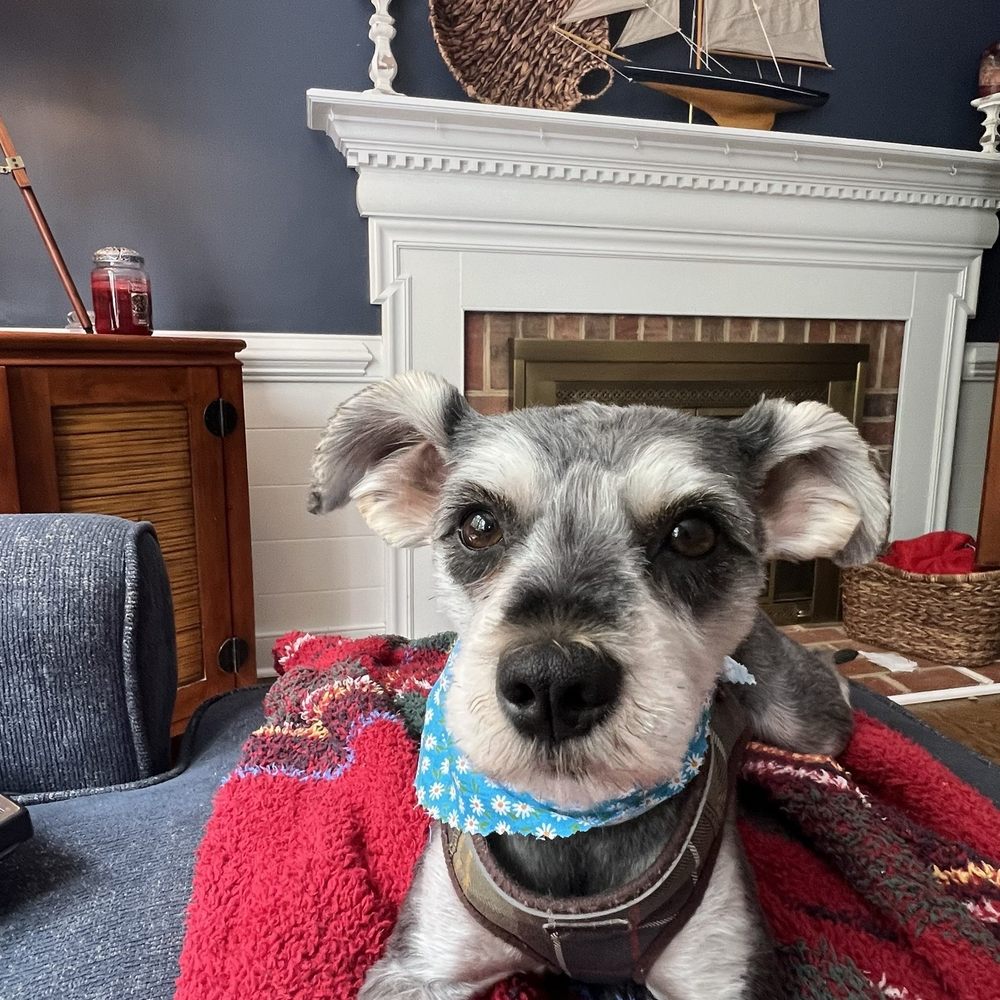 THE BEST 10 PET SERVICES in MIDLOTHIAN, VA - Updated 2026 - Hours - Yelp