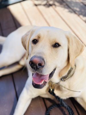 The Mill at Glen Ellen by null