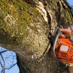 Mister Tree Service - Memphis Tree Trimming