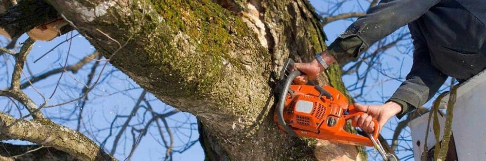 Mister Tree Service - tree service in Memphis, TN