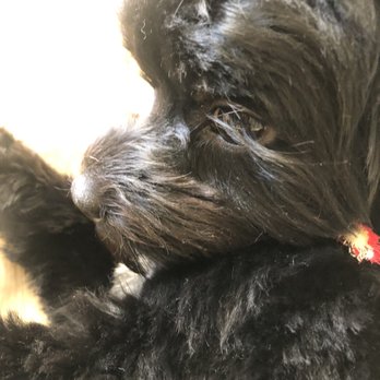 Hana Pet's - Look at his beautiful long lashes - Pet Groomers Near Me - Hacienda Heights, California