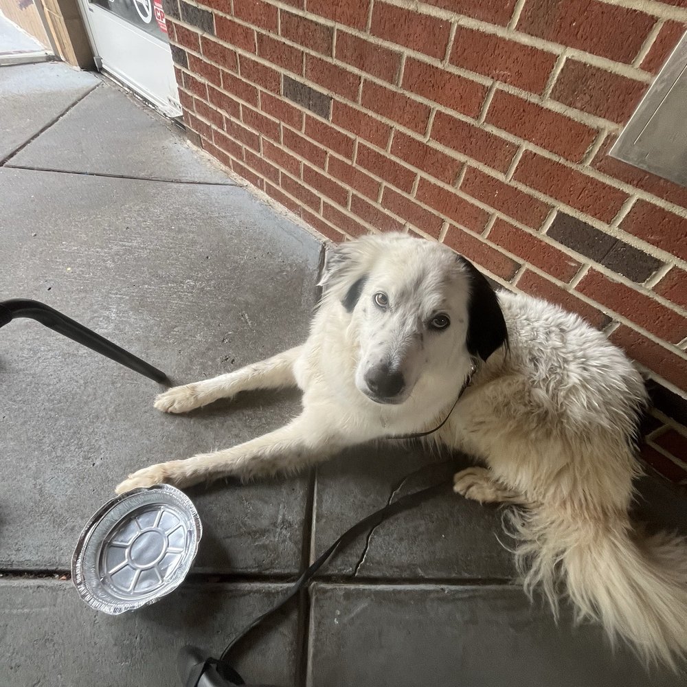 Craft Public House - The restaurant staff moved us into the shade for the pup, and grabbed her fresh water - Sports Bars Near Me - Cary, North Carolina