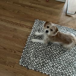 Senior Dog Sanctuary - Addy my 8 year old adopted angel