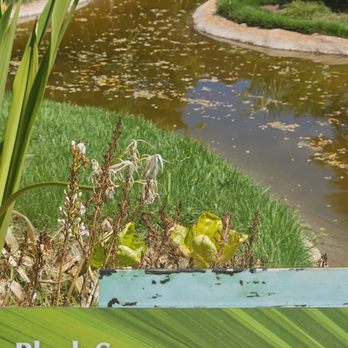 Honolulu Zoo - Black swan exhibit - Zoos Near Me - Honolulu, Hawaii