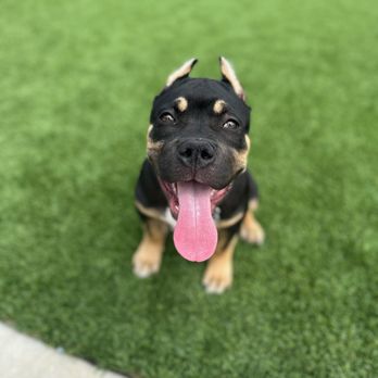 DRK9 Services - Pet Training Near Me DRK9 Services - Pet Training Near Me