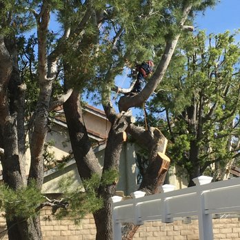 First Class Tree Service - workers cutting branches - Tree Services Near Me - Oxnard, California