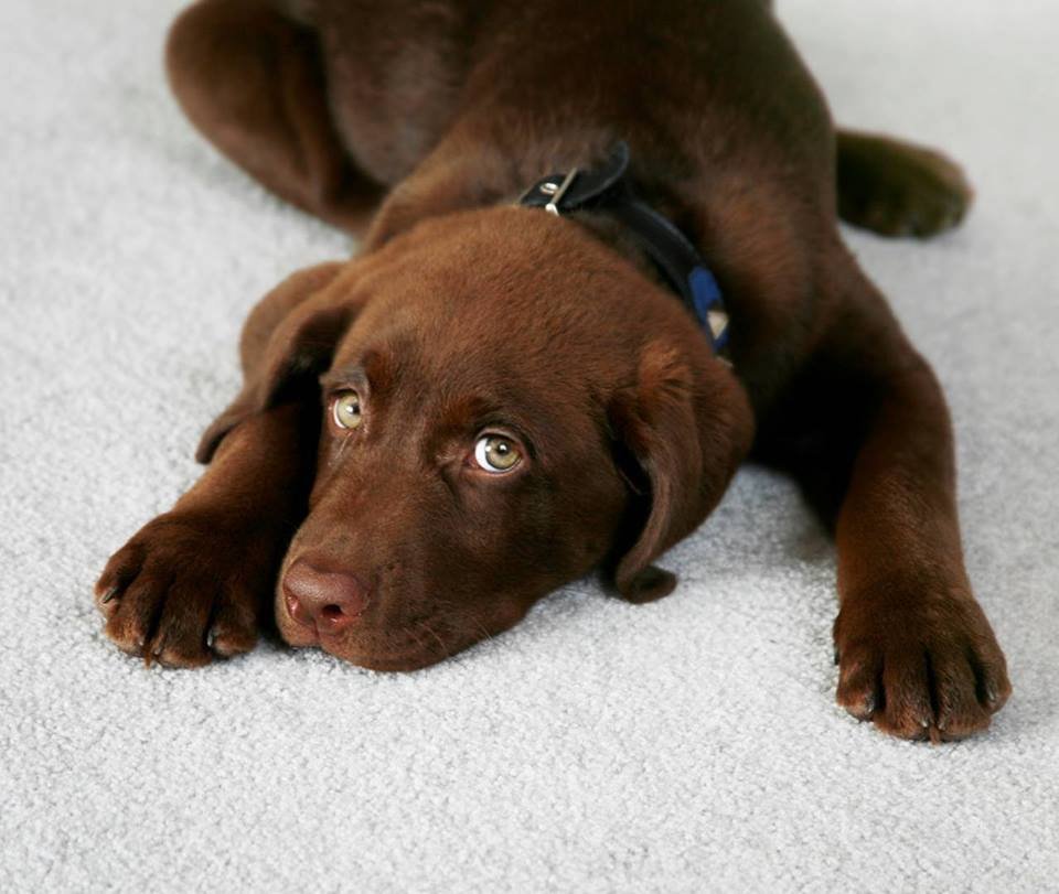 CARPET GEEKS Updated July 2024 61 Photos & 37 Reviews Wilsonville