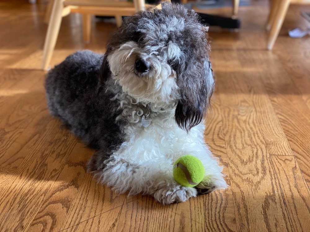 ALL THE BEST PET CARE Updated August 2024 11 Photos & 26 Reviews