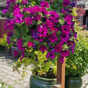 Bay Hay and Feed - The vibrant color (6/9/18) - Nurseries & Gardening Near Me - Bainbridge Island, Washington Bay Hay and Feed - The vibrant color (6/9/18) - Nurseries & Gardening Near Me - Bainbridge Island, Washington
