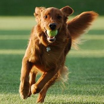 Curve Crest Kennels - A great place for your dog to stay - Pet Boarding Near Me - Oshkosh, Wisconsin Curve Crest Kennels - A great place for your dog to stay - Pet Boarding Near Me - Oshkosh, Wisconsin