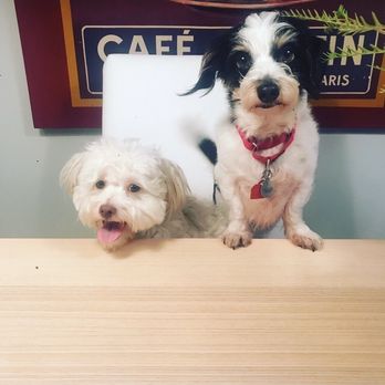 Dazzling Pup - Noah and Henri - Pet Groomers Near Me - San Gabriel, California