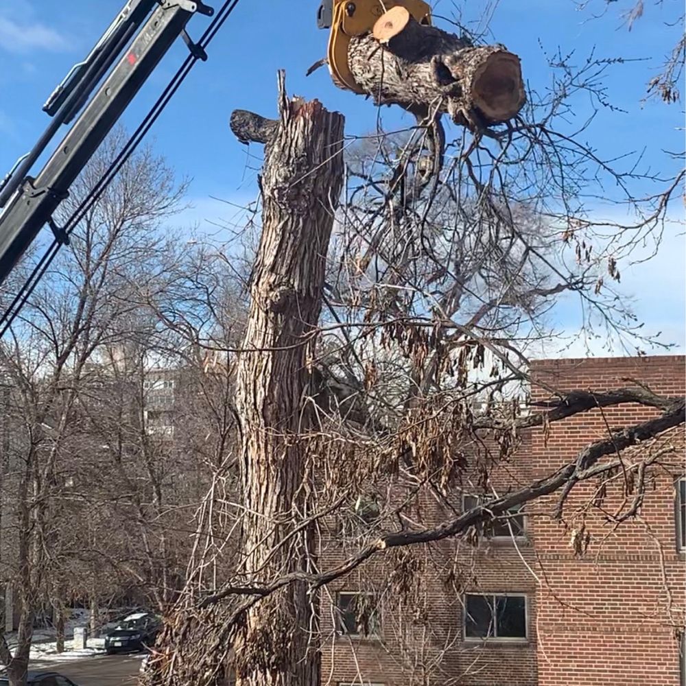 5280 Trees - Tree Services Near Me
