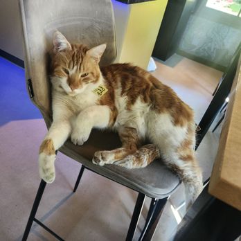 Grachthof De Restaurant Botenverhuur Rondvaarten - Lounging kitty - Barbeque Near Me - Giethoorn, OV