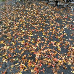 Hessian Lake - Fall has fallen from the trees with the rain.