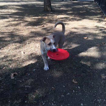 San Dimas Dog Park - Happy pup! - Dog Parks Near Me - San Dimas, California