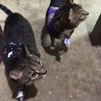 Sassy Styles Mobile Pet Spa - Pet Groomers Near Me Sassy Styles Mobile Pet Spa - Pet Groomers Near Me