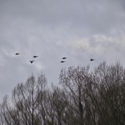 Mossy Brake Camp Caddo Lake Swamp Tours - Pelicans