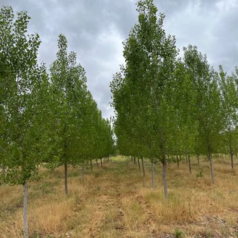 Big Trees Nursery - Nurseries & Gardening Near Me - Escondido, California Big Trees Nursery - Nurseries & Gardening Near Me - Escondido, California