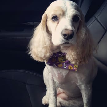 Mud Puppies - Riverside - Pet Groomers Near Me - Austin, Texas