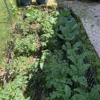 Stef’s Yard Work and Landscaping - Kale, tomatoe, zucchini, watermelon, lettuce, blueberry, collard greens, onion (experienced gardener) - Landscaping Near Me Stef’s Yard Work and Landscaping - Kale, tomatoe, zucchini, watermelon, lettuce, blueberry, collard greens, onion (experienced gardener) - Landscaping Near Me
