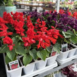 Rudy's Nursery & Garden Center
