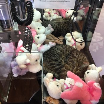 The Catcade - Cat, arcade, claw - Animal Shelters Near Me - Chicago, Illinois The Catcade - Cat, arcade, claw - Animal Shelters Near Me - Chicago, Illinois