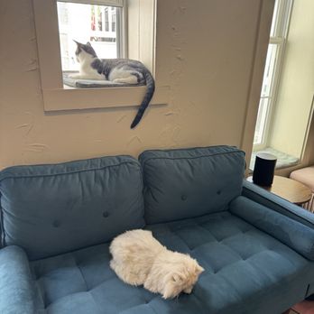 The Purrfect Bean - Cats - Themed Cafes Near Me - Richmond, Virginia The Purrfect Bean - Cats - Themed Cafes Near Me - Richmond, Virginia