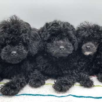 Pet Station - Pet Groomers Near Me - Newcastle, Washington
