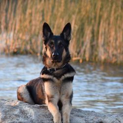 Ultimate K-9 Training - Jack Rescued And Trained by us.