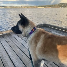My pup looking out at the water at the doc at Logboom