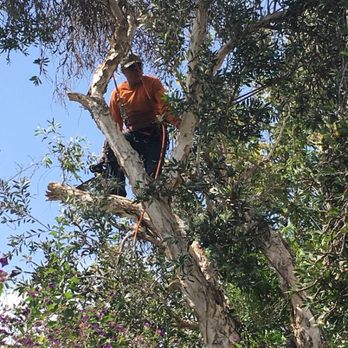 My Tree Experts - Tree Services Near Me My Tree Experts - Tree Services Near Me