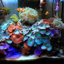 Coastal Aquatics