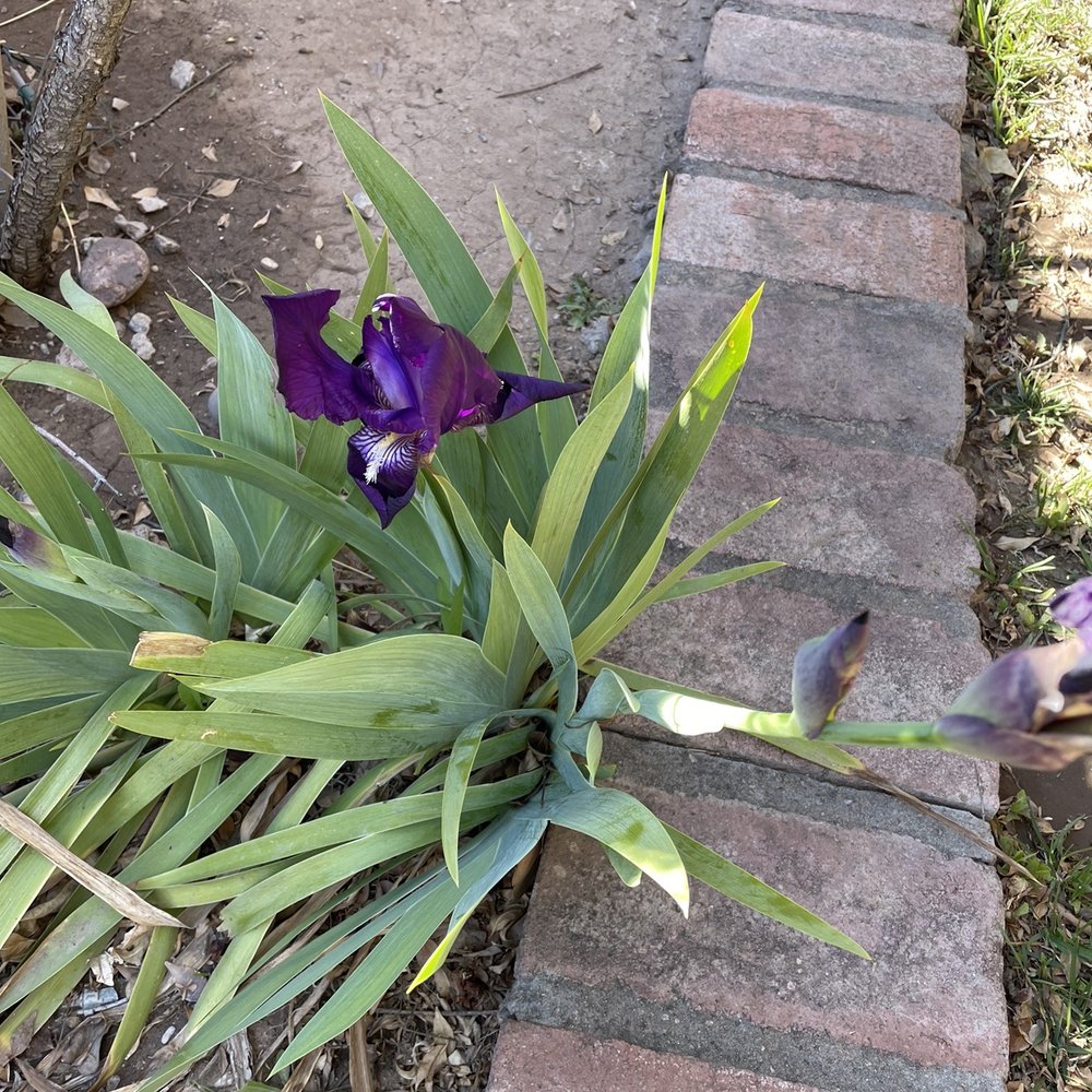 The Bean at Josefinas - Flowers blooming - Cafes Near Me - Las Cruces, New Mexico The Bean at Josefinas - Flowers blooming - Cafes Near Me - Las Cruces, New Mexico
