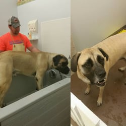 The Paw Wash - Wrigley and Carmen love the big tubs at The Paw Wash!