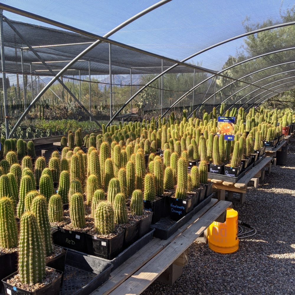B & B Cactus Farm - A few hundred cactus - Nurseries & Gardening Near Me - Tucson, Arizona B & B Cactus Farm - A few hundred cactus - Nurseries & Gardening Near Me - Tucson, Arizona