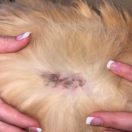 Cat wound