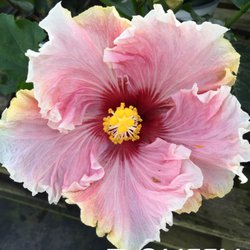 Southern Roots Nursery - Cajun Hibiscus plants