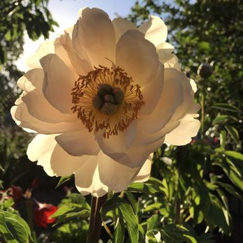 CharMarron Peony Nursery - Coral Sunset - Nurseries & Gardening Near Me - San Jose, California CharMarron Peony Nursery - Coral Sunset - Nurseries & Gardening Near Me - San Jose, California